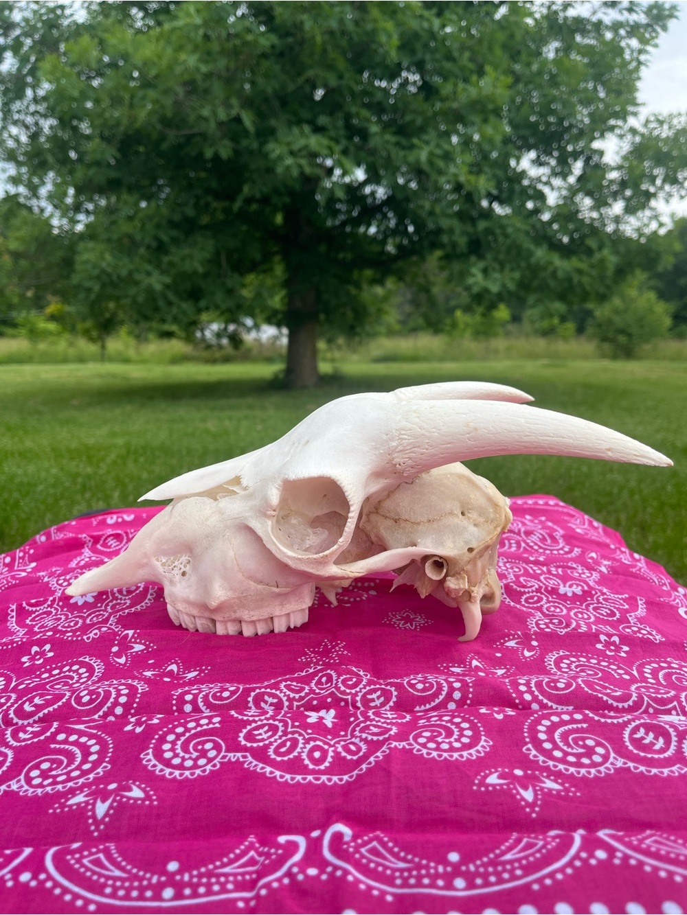 Goat Skull with Original Horns - Animal Bones - Taxidermy - Blue Bandana - Picture 6 of 11